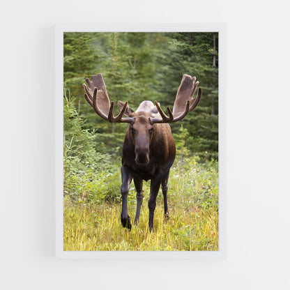 ap-moose-1 cadre Blanc