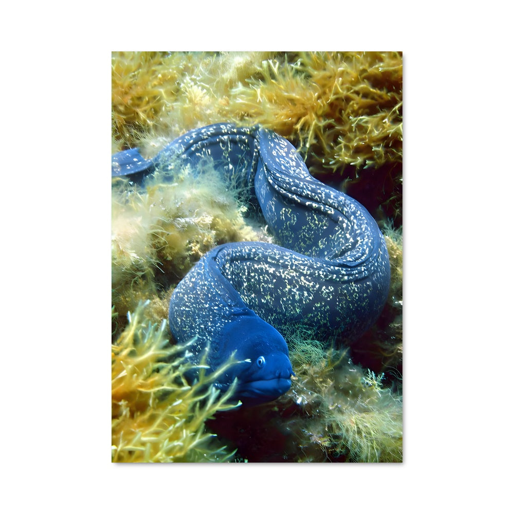 Poster Duo de Murènes