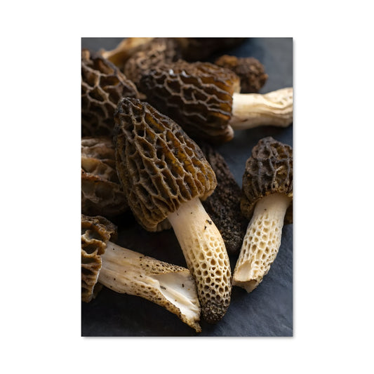 Poster Trésors de la Forêt