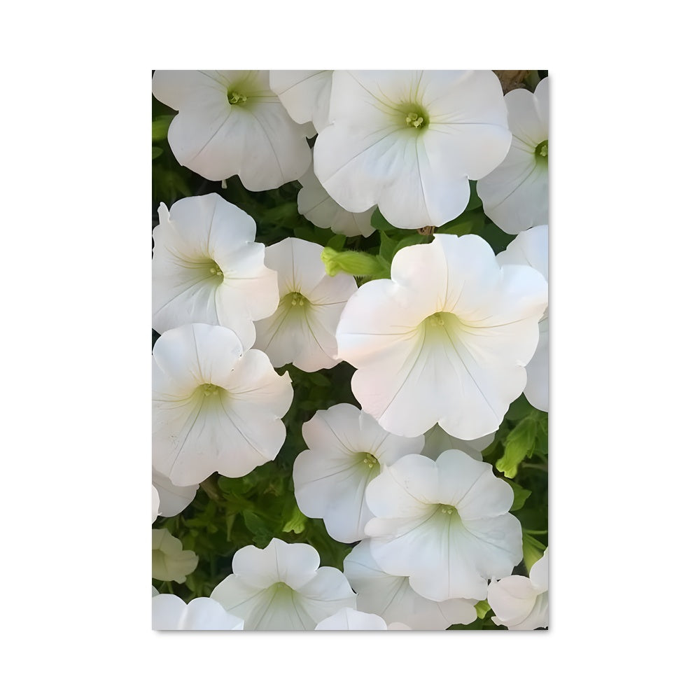 Poster Éclats de Pétunias
