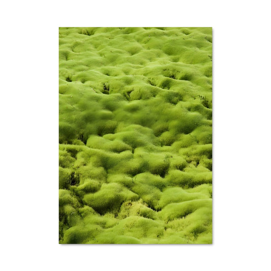 Poster Prairie Émeraude