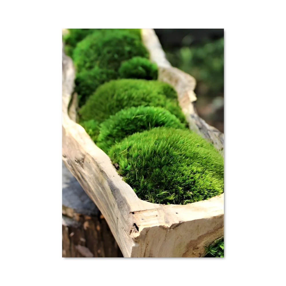 Poster L'Étreinte du Mousse