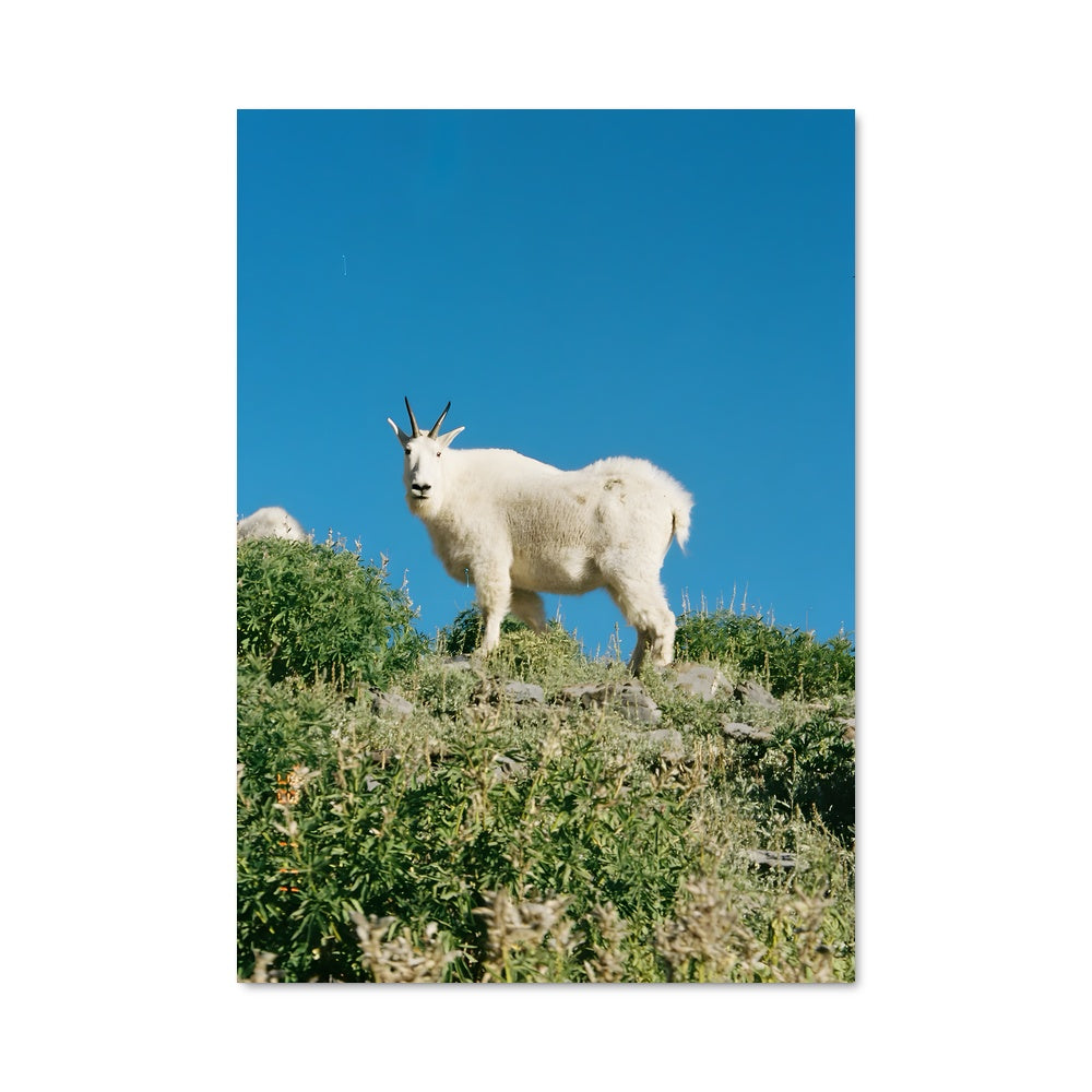 Poster L'Chèvre des Cimes