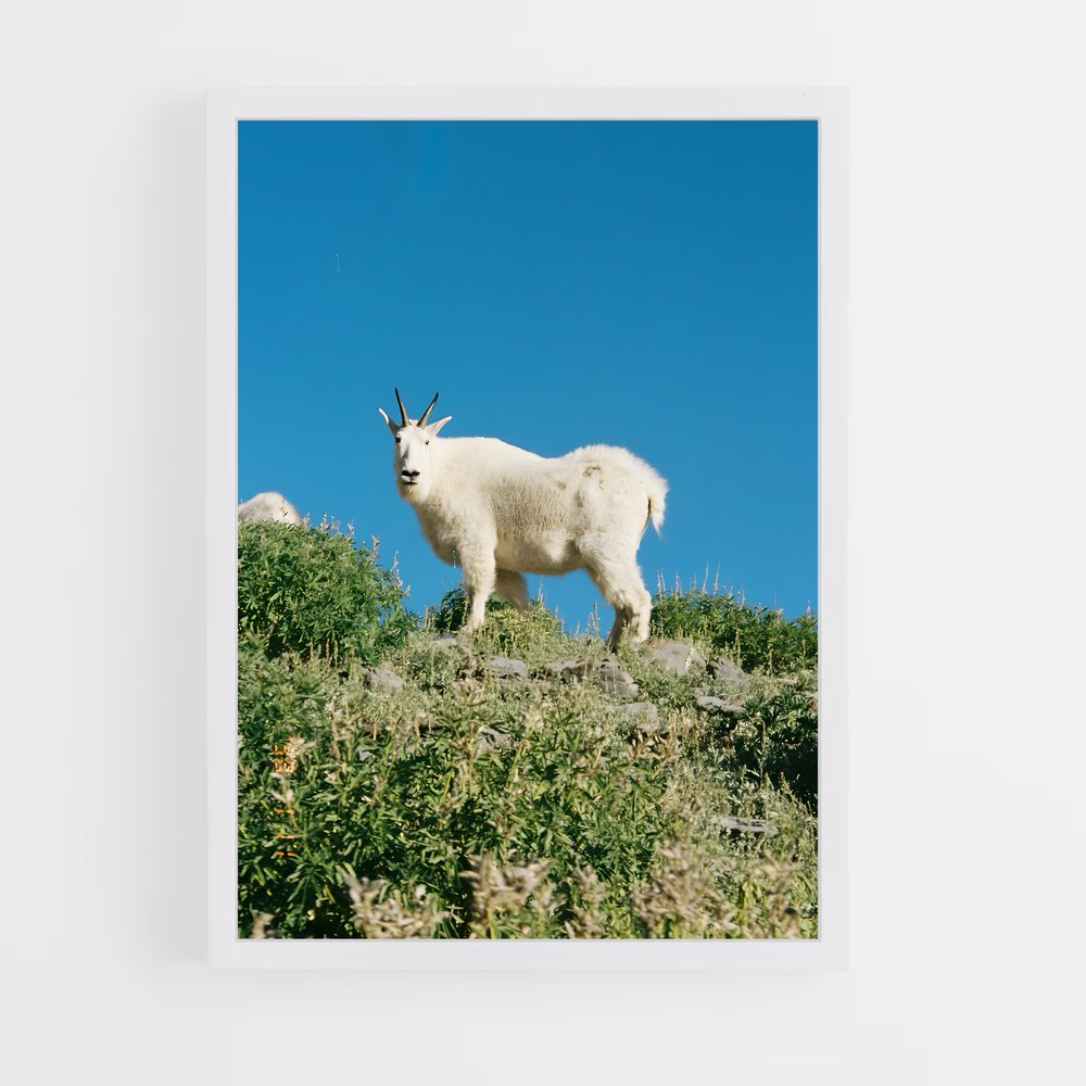 ap-mountain goat-9 cadre Blanc