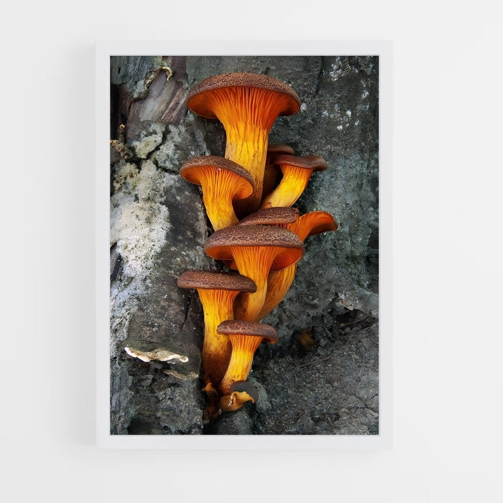 ap-mushroom-5 cadre Blanc