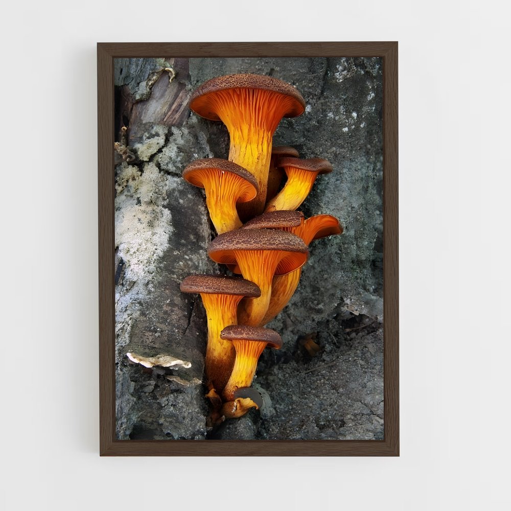 ap-mushroom-5 cadre Bois foncé