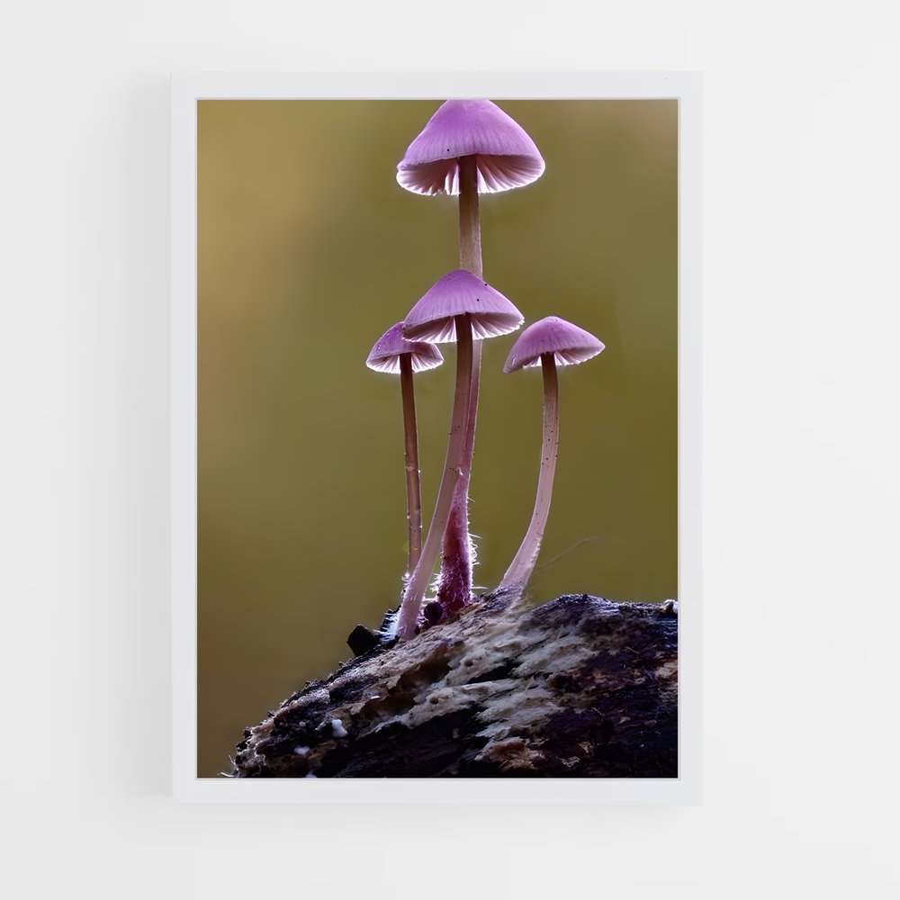ap-mushroom-7 cadre Blanc