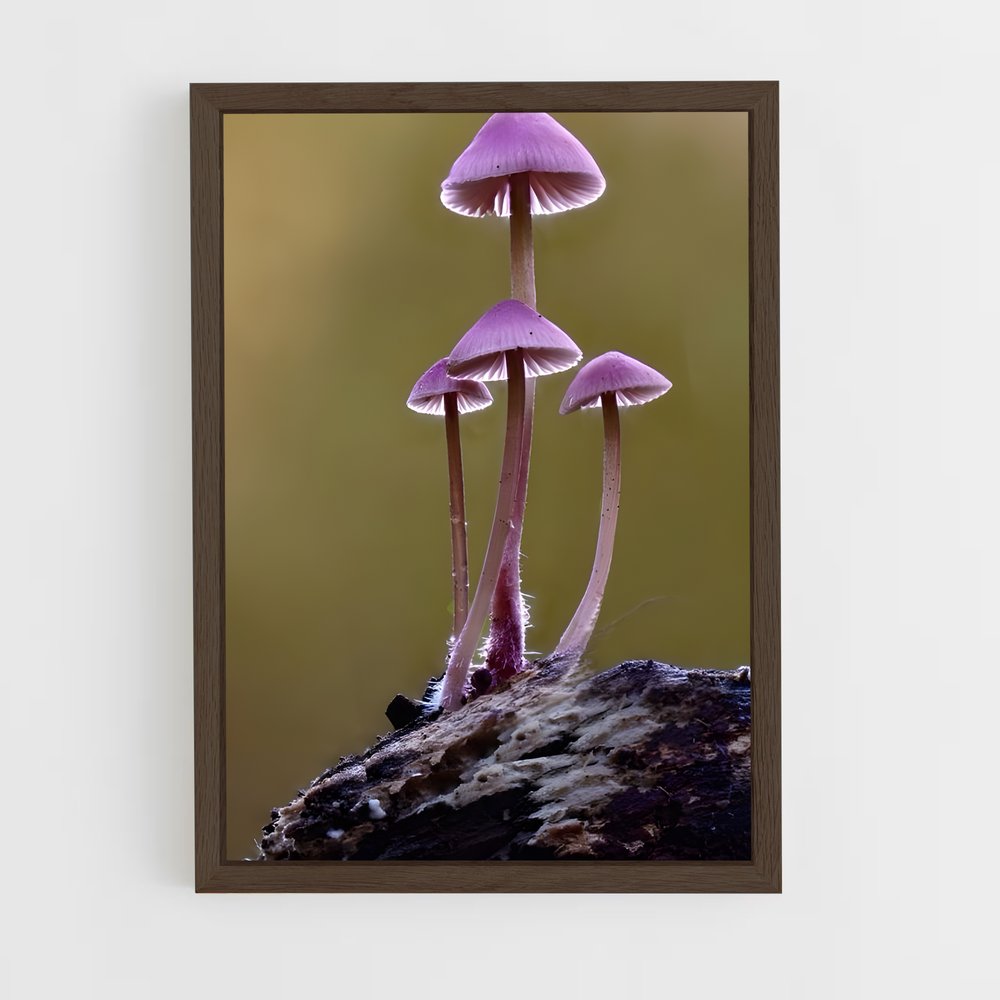ap-mushroom-7 cadre Bois foncé