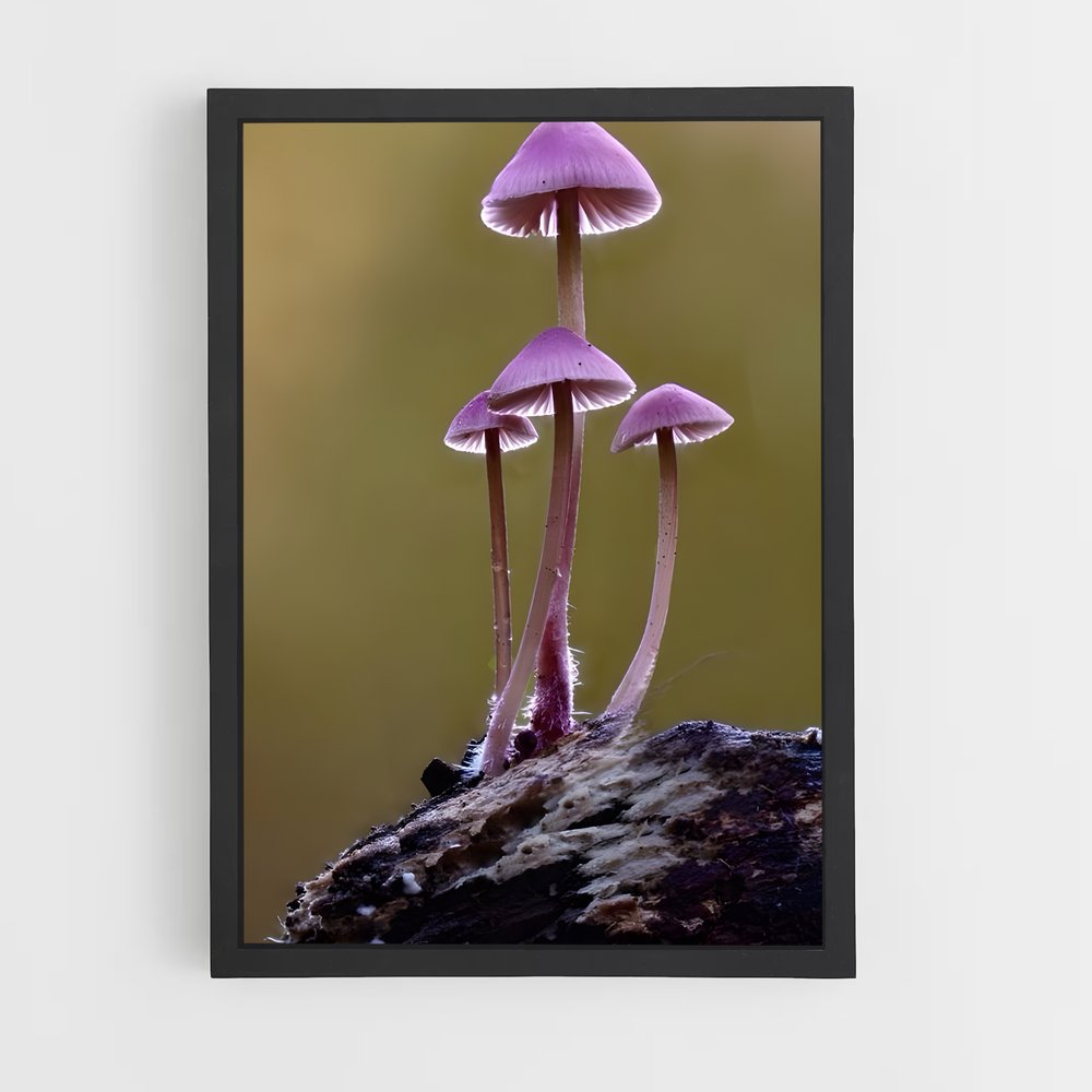 ap-mushroom-7 cadre Noir