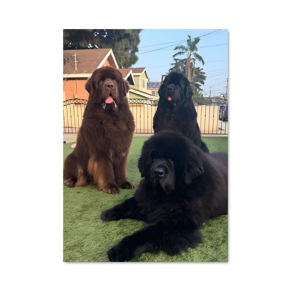 Poster Douceur de Terre Neuve