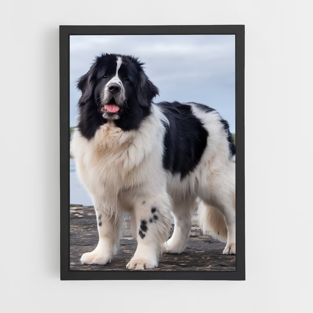 ap-newfoundland-2 cadre Noir