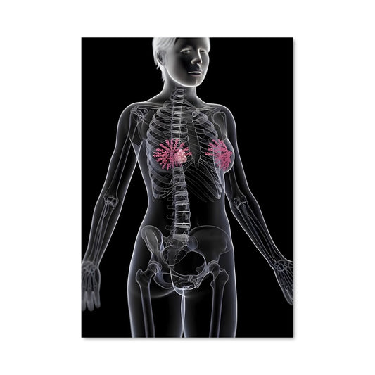 Poster Anatomie Éclairée