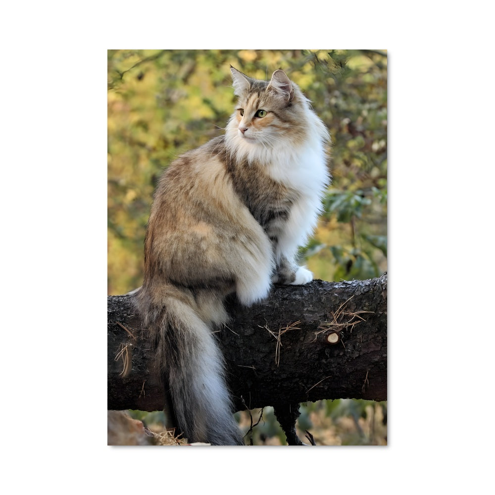 Poster Chat des Forêts