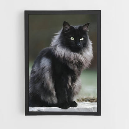 ap-norwegian forest cat-5 cadre Noir