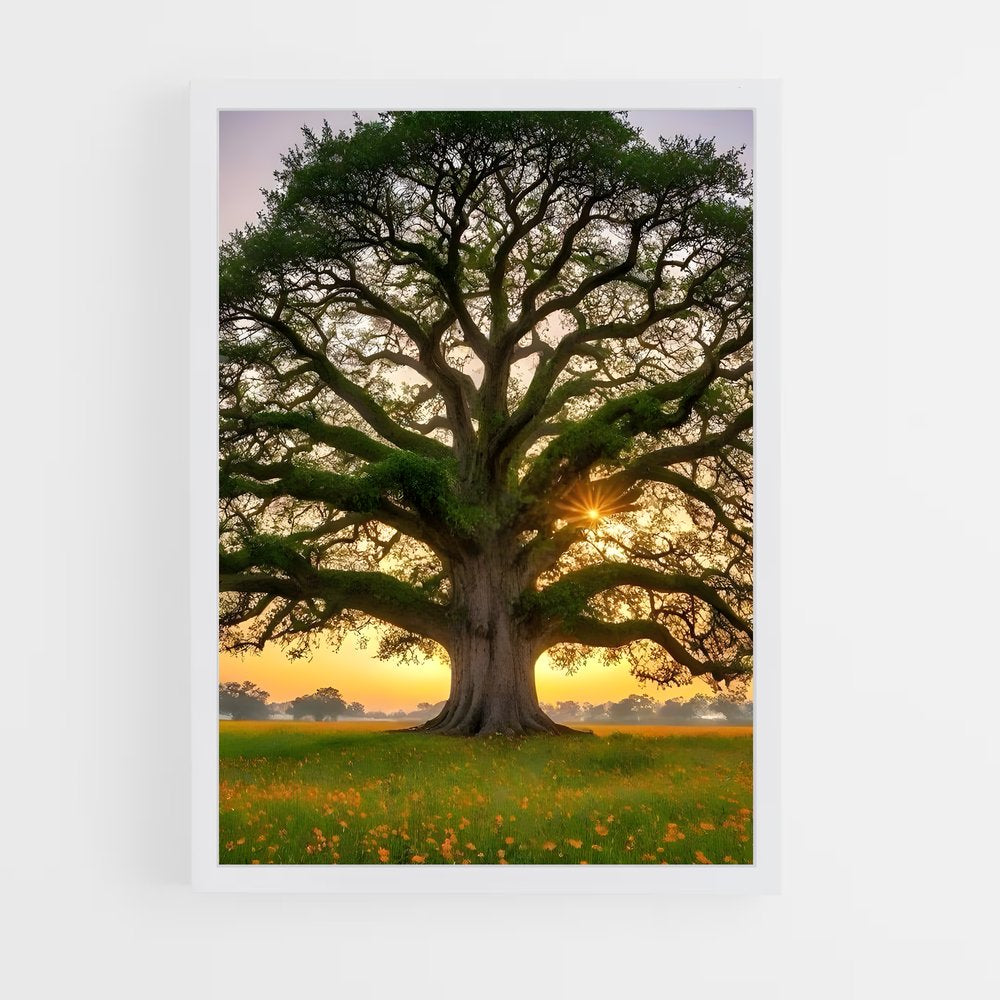 ap-oak-4 cadre Blanc