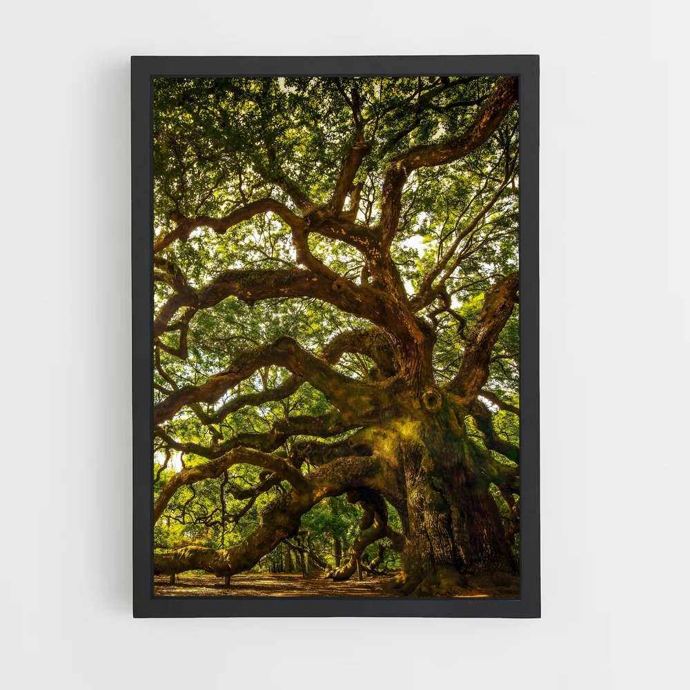 ap-oak-8 cadre Noir