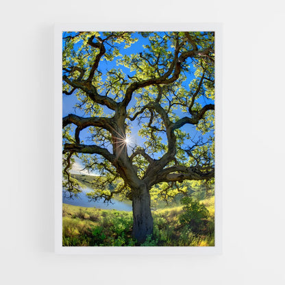 ap-oak-9 cadre Blanc