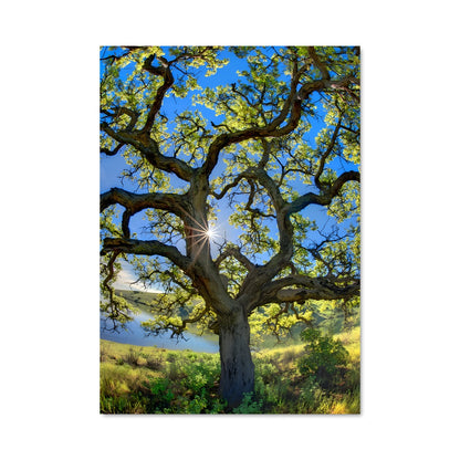 Poster Oak 96978