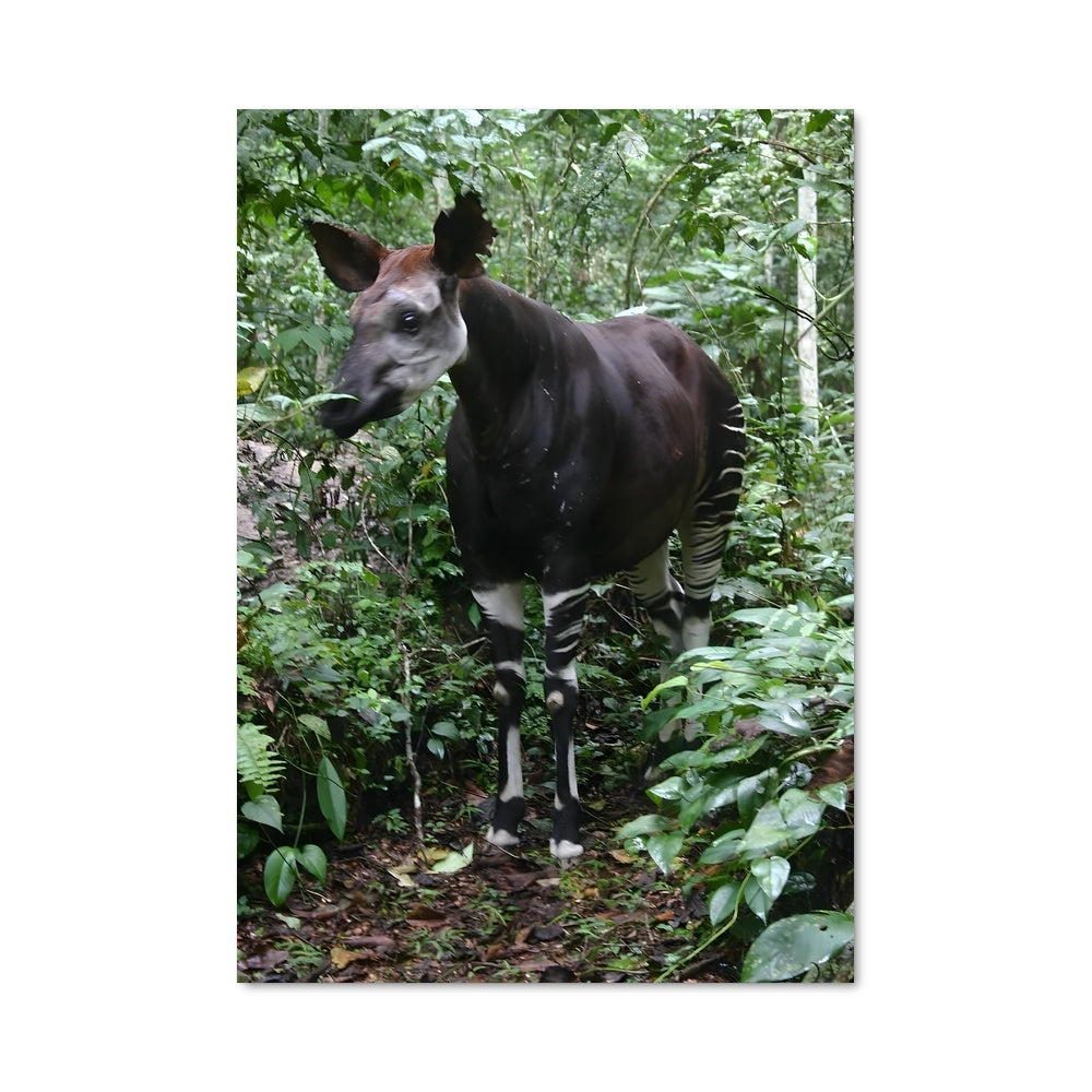 Poster Petit Zèbre en Forêt