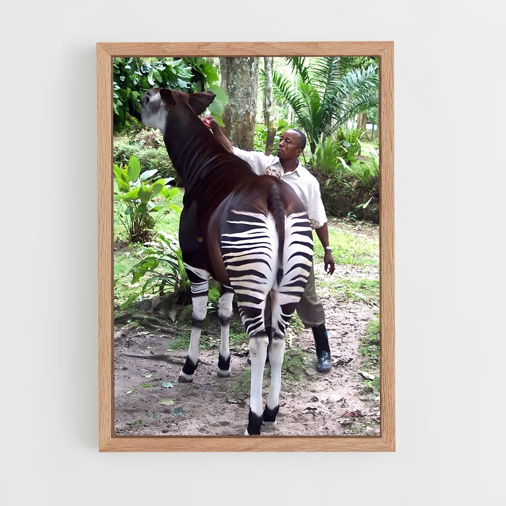 ap-okapi wildlife reserve-3 cadre Bois clair