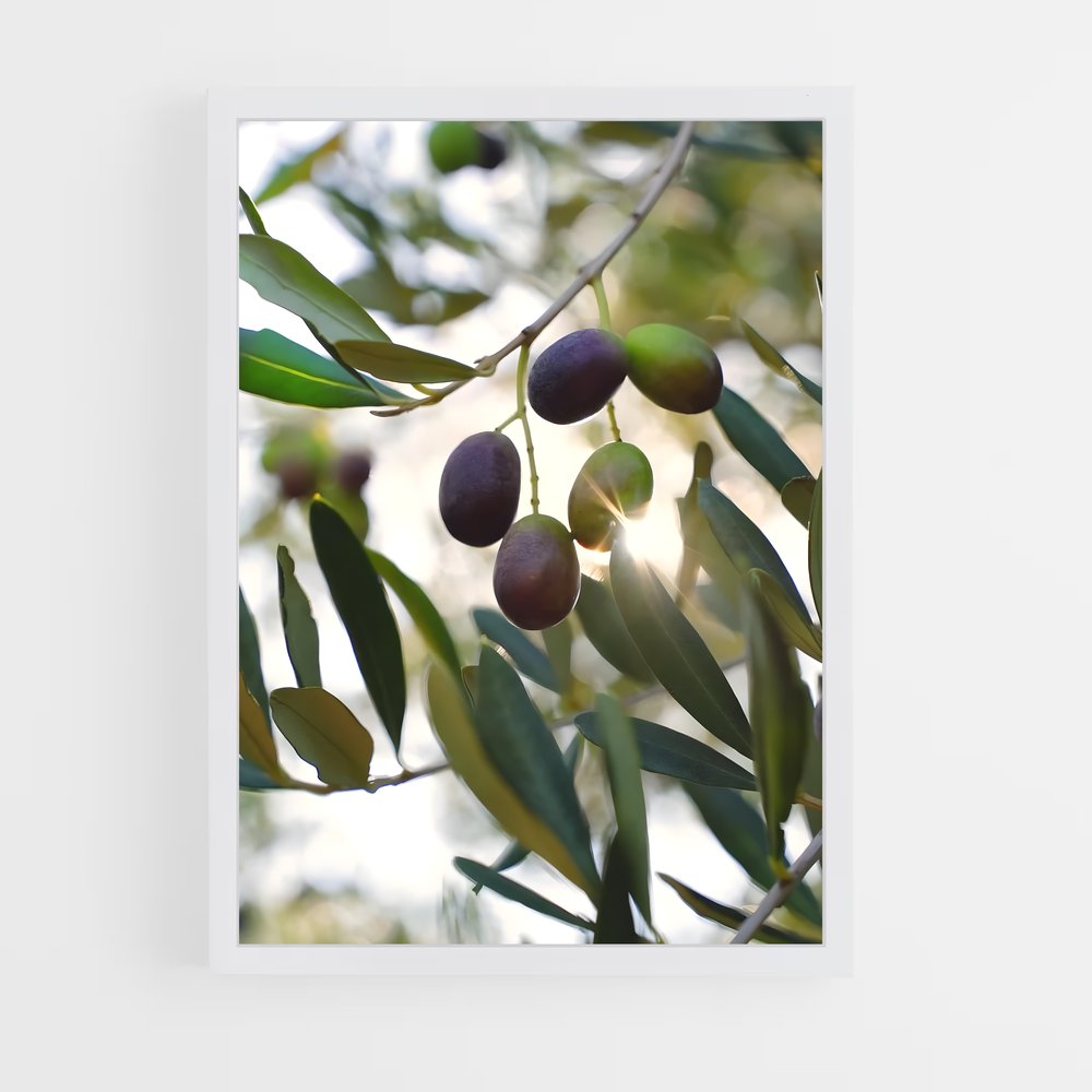 ap-olive oil-9 cadre Blanc