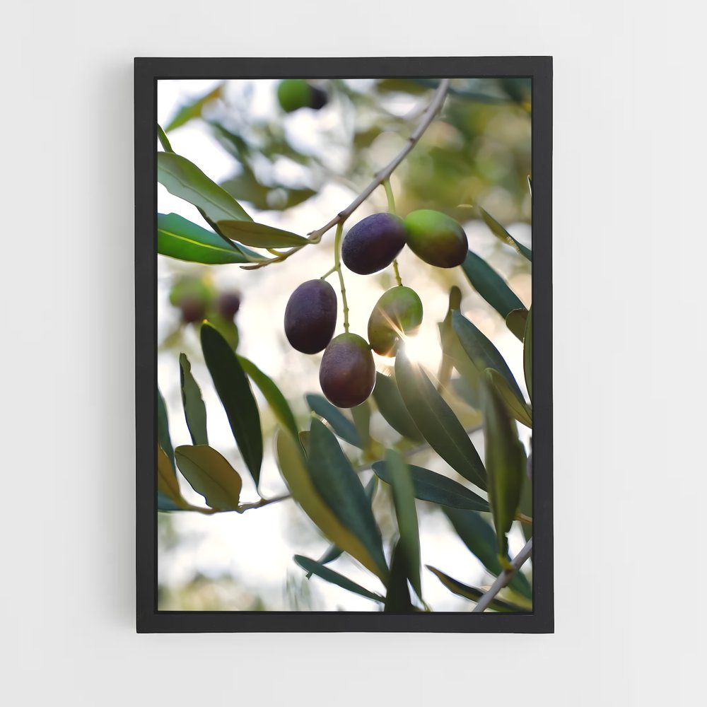 ap-olive oil-9 cadre Noir