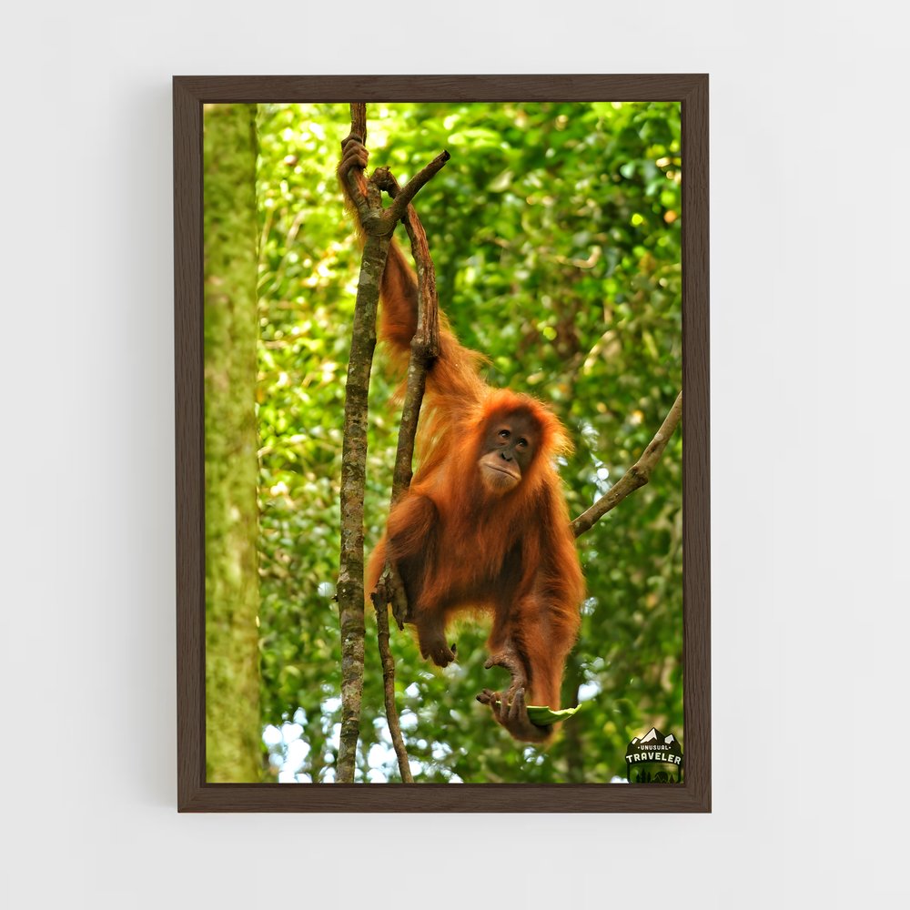 ap-orangutan-1 cadre Bois foncé