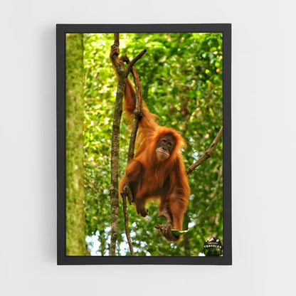 ap-orangutan-1 cadre Noir