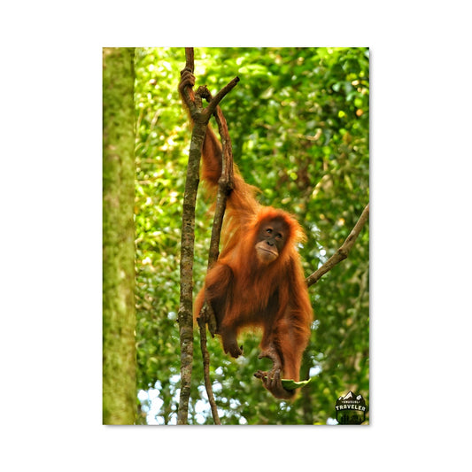 Poster L'Orang-outan Suspendu