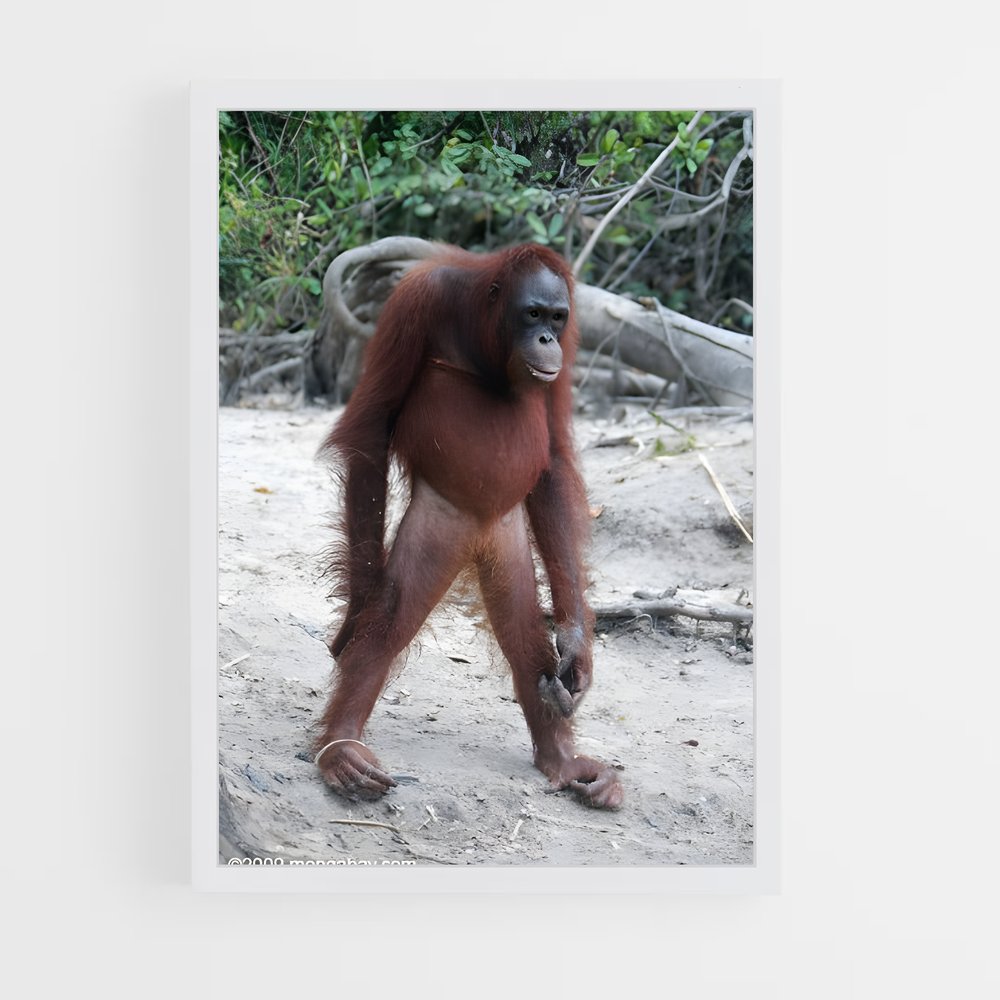 ap-orangutan-2 cadre Blanc