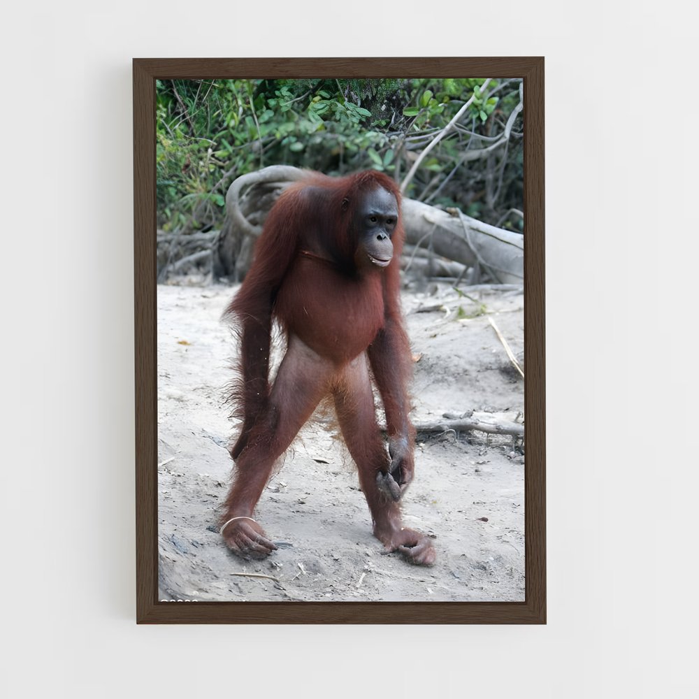 ap-orangutan-2 cadre Bois foncé