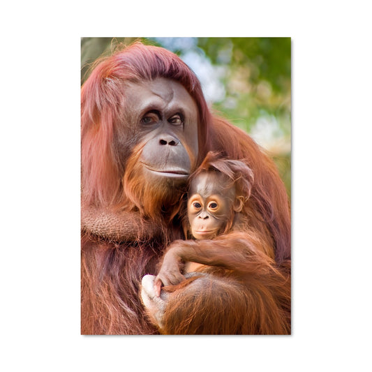 Poster Orangutan 84060