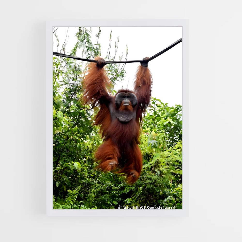 ap-orangutan-4 cadre Blanc