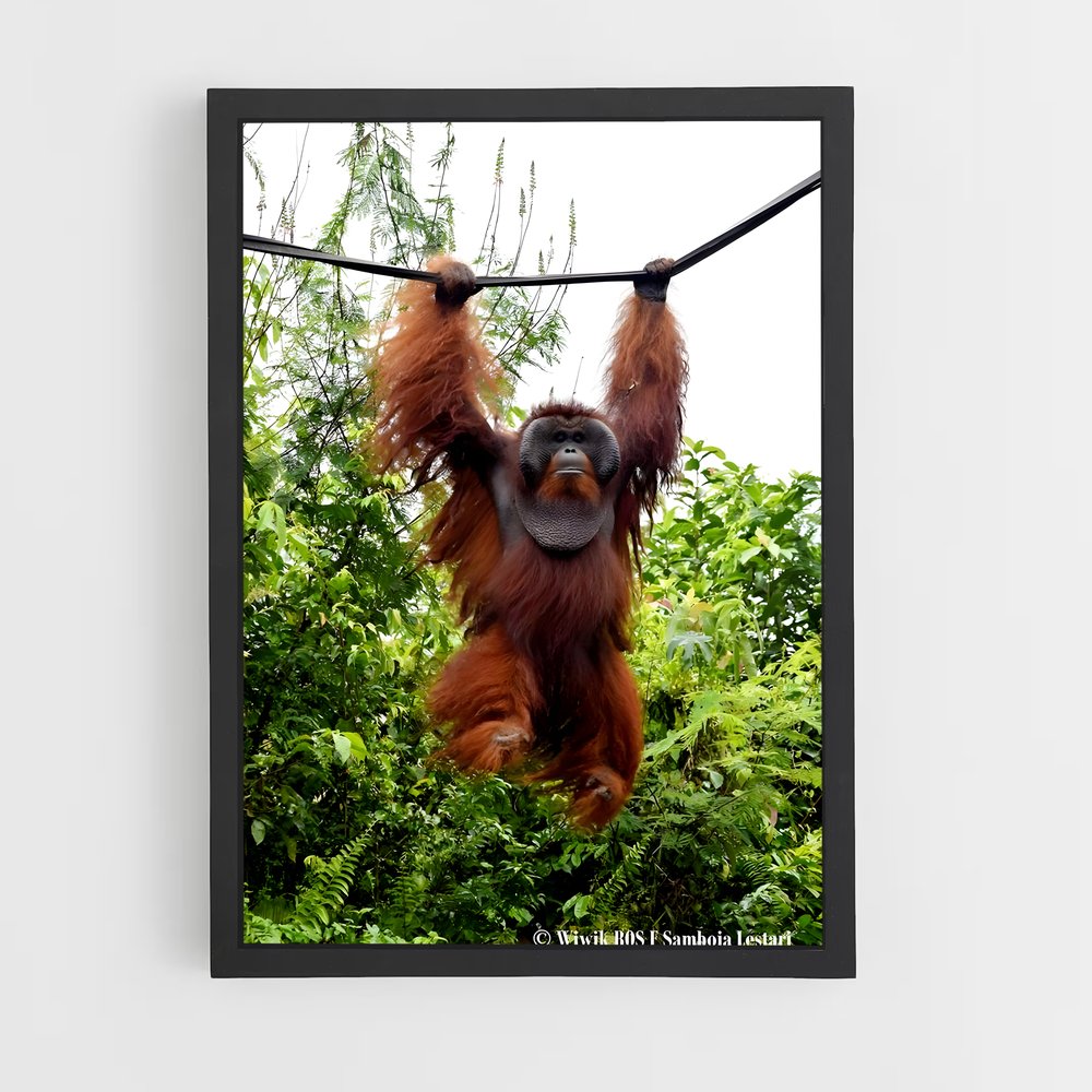 ap-orangutan-4 cadre Noir