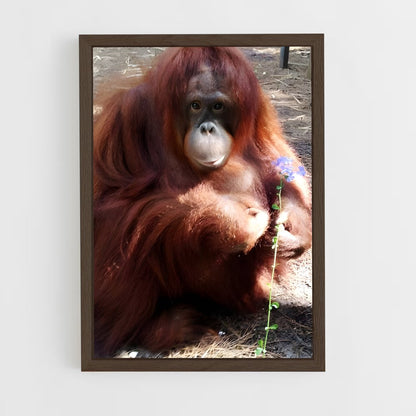 ap-orangutan-5 cadre Bois foncé