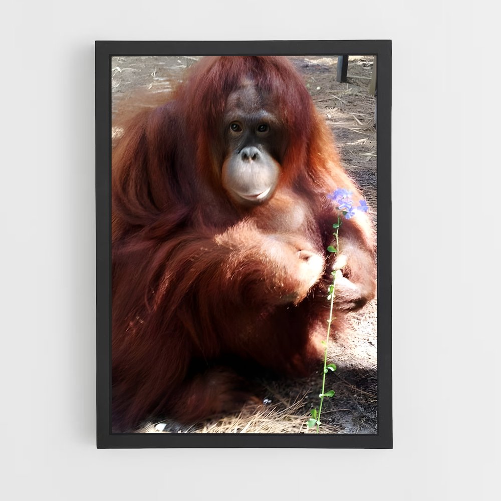 ap-orangutan-5 cadre Noir