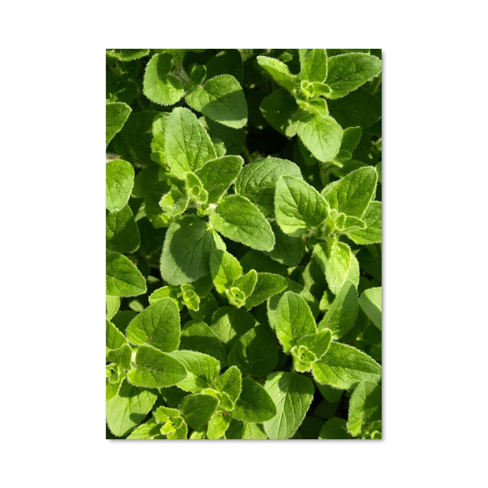 Poster Oregano 96826