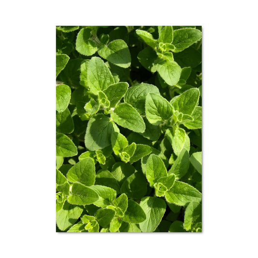 Poster Oregano 96826