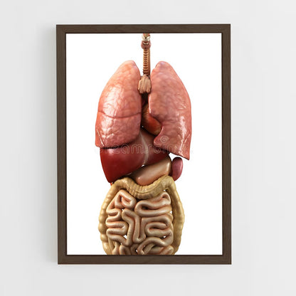 ap-organs-3 cadre Bois foncé