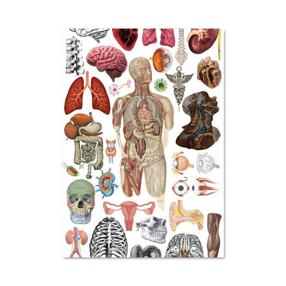 Poster Anatomie Étonnante