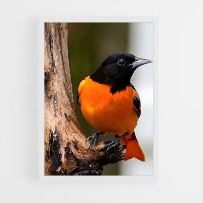 ap-oriole-2 cadre Blanc