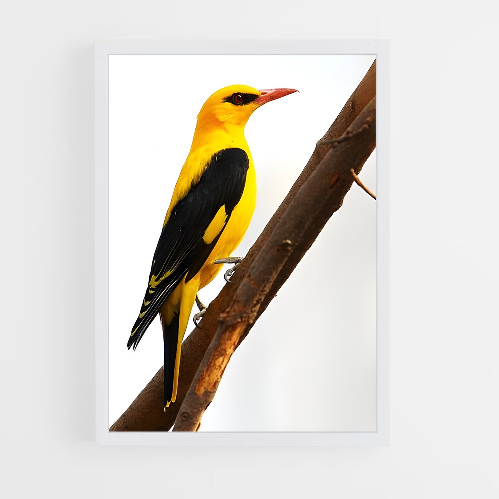 ap-oriole-4 cadre Blanc