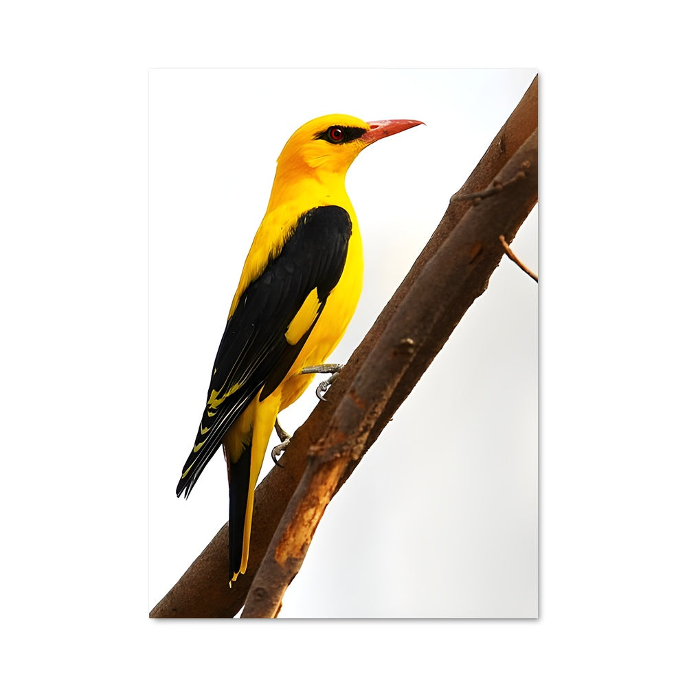 Poster L'Oriole Enchantée