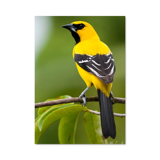 Poster L'Oriole Enchanté