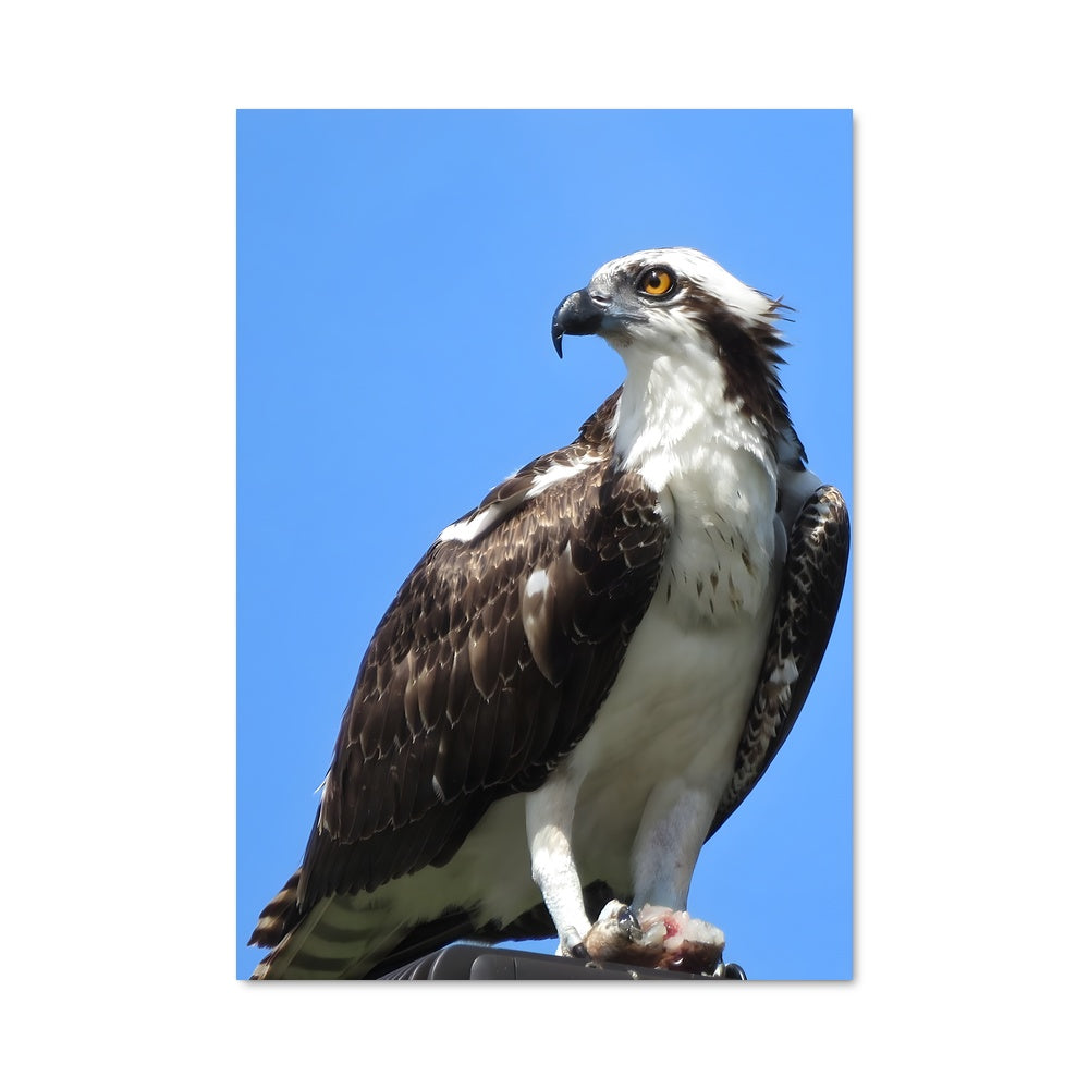 Poster Oiseau du Toit