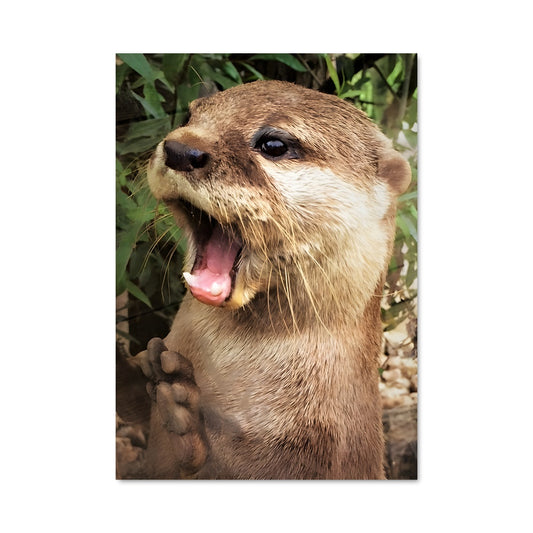 Poster Sourire de l'Otarie