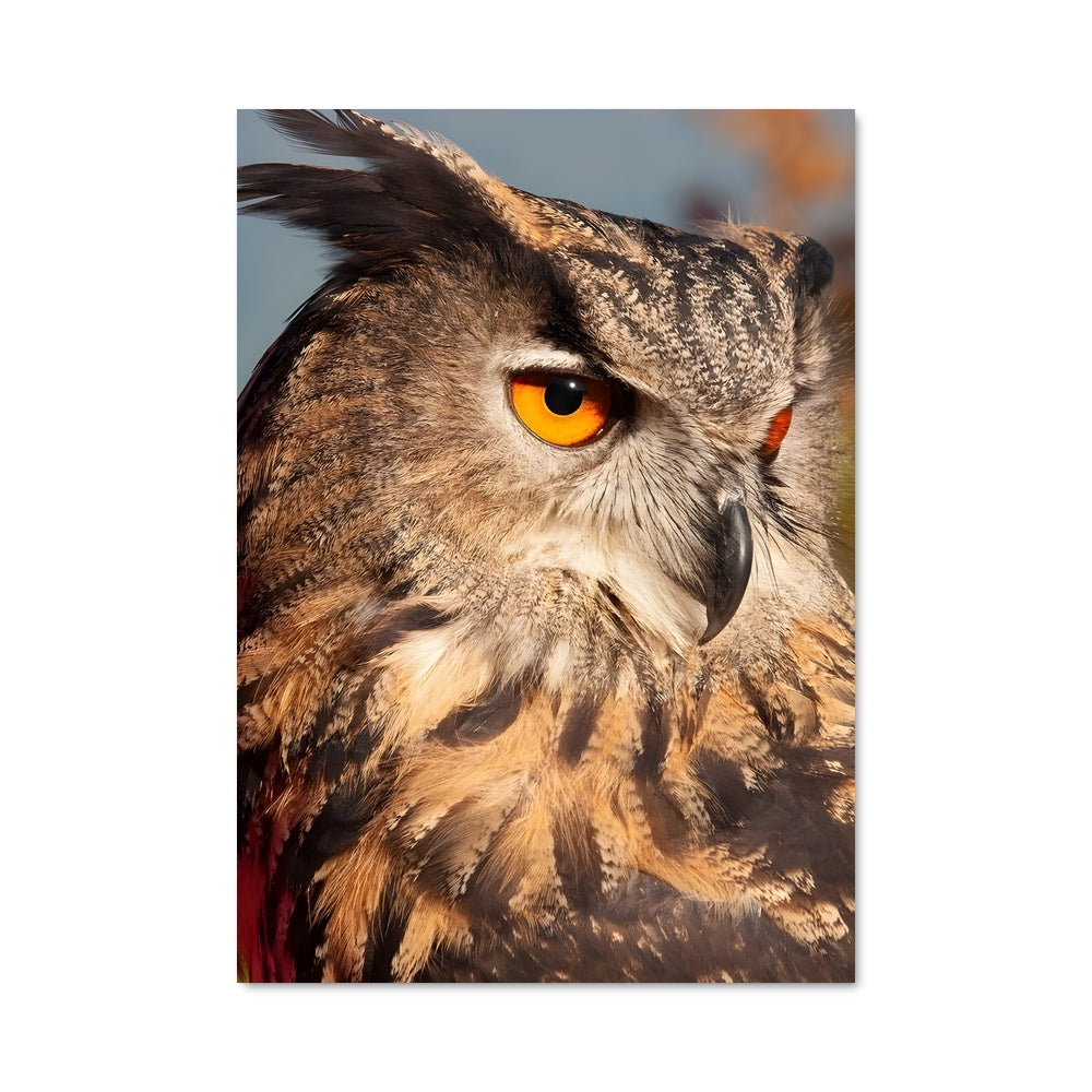 Poster Hibou Lumineux