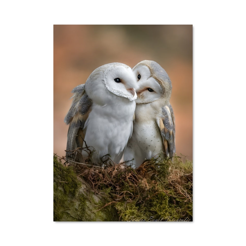 Poster Hiboux Enchanteurs