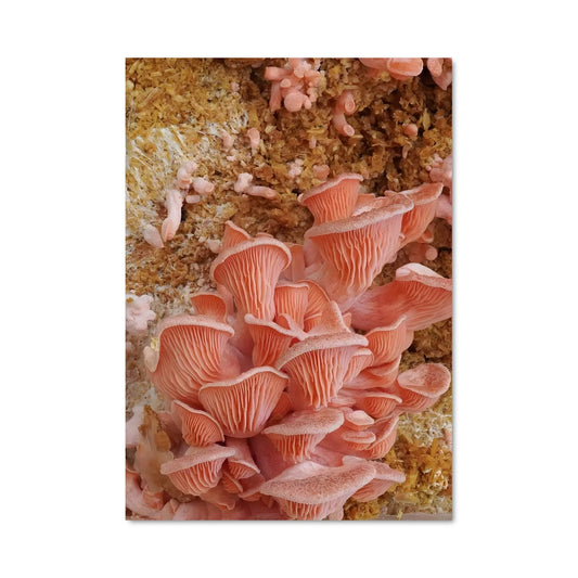 Poster Champignons de la Mer
