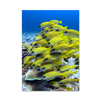 Poster Palau 93592